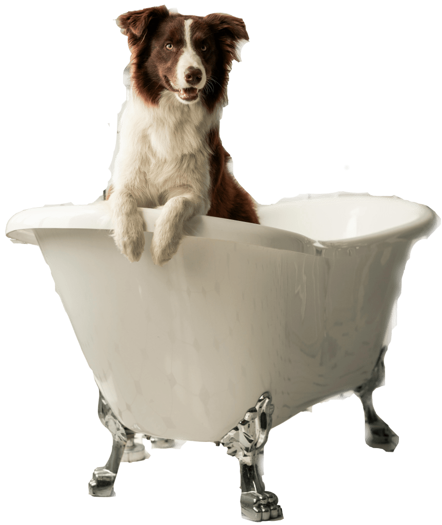 peluqueriacaninaconsuegra7.jpg Baño para perro con productos naturales en Ladra Peluquería Consuegra